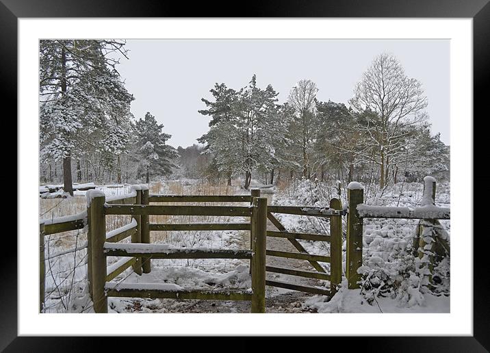 Winter in the Woods Framed Mounted Print by Donna Collett