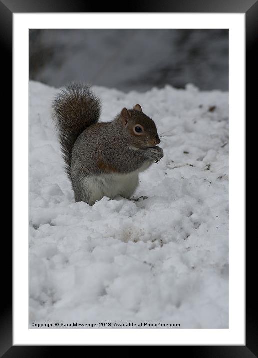 Grey squirrel in the snow Framed Mounted Print by Sara Messenger