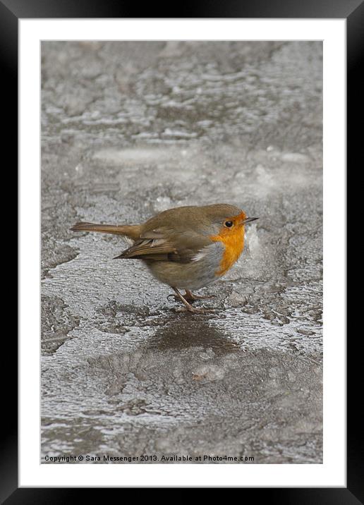Robin on Ice Framed Mounted Print by Sara Messenger