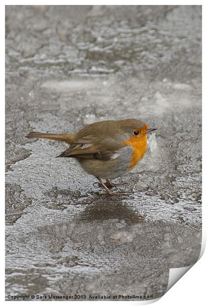 Robin on Ice Print by Sara Messenger