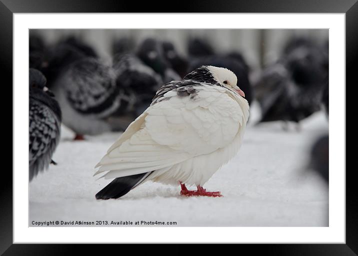 WHITE PIGEON IN THE SNOW Framed Mounted Print by David Atkinson