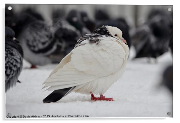 WHITE PIGEON IN THE SNOW Acrylic by David Atkinson