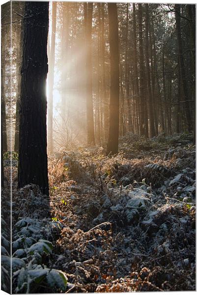 Woodland Light Canvas Print by Tracey Whitefoot