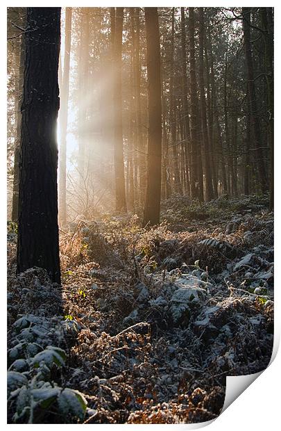 Woodland Light Print by Tracey Whitefoot