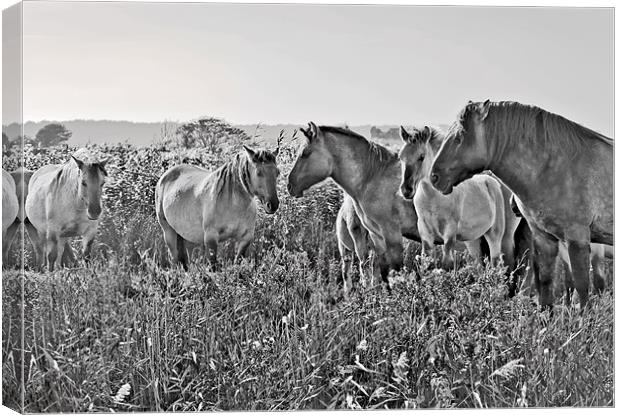 Minsmere Konic Horses Canvas Print by Darren Burroughs