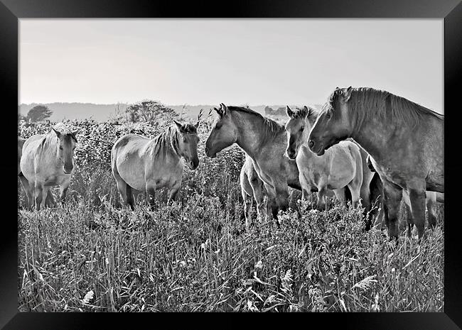 Minsmere Konic Horses Framed Print by Darren Burroughs