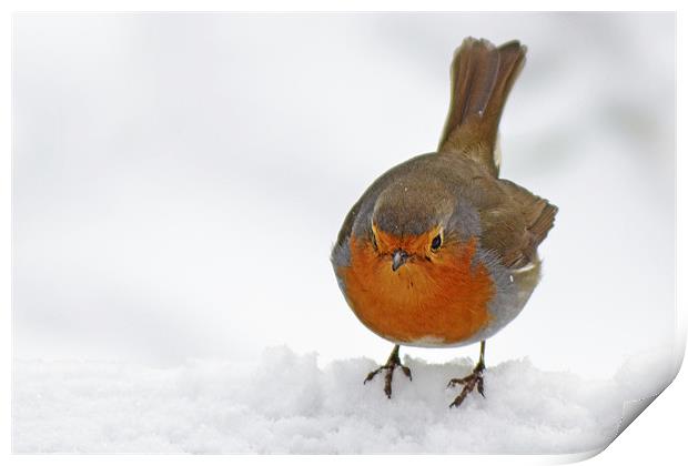 Snowy Robin Print by Donna Collett