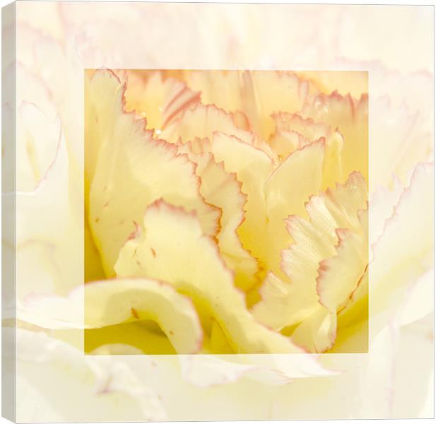 Delicate Yellow Canvas Print by richard downes