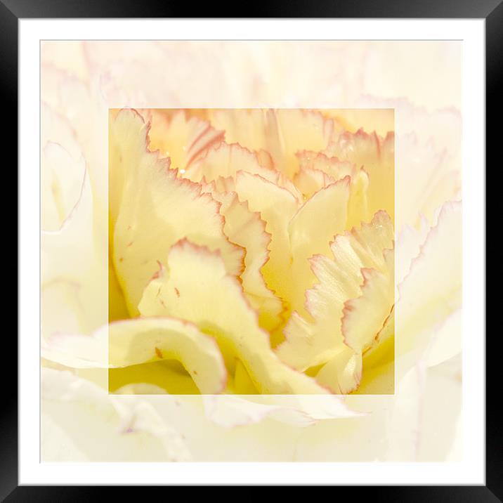Delicate Yellow Framed Mounted Print by richard downes