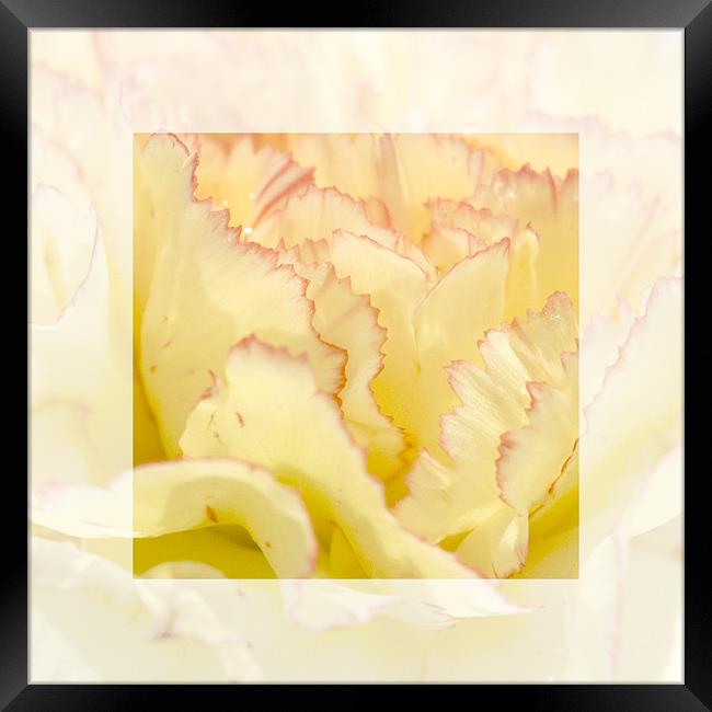 Delicate Yellow Framed Print by richard downes