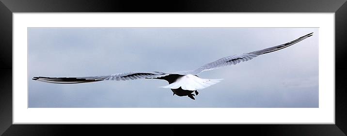 Open Skies  Framed Mounted Print by Gresham Smith