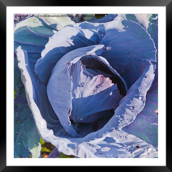 Red cabbage Framed Mounted Print by Kathleen Smith (kbhsphoto)