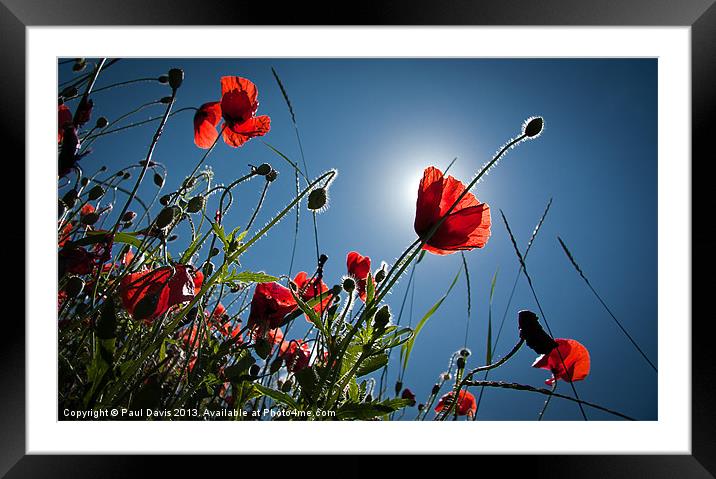 The Poppies Framed Mounted Print by Paul Davis