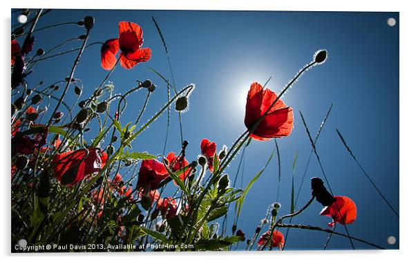 The Poppies Acrylic by Paul Davis