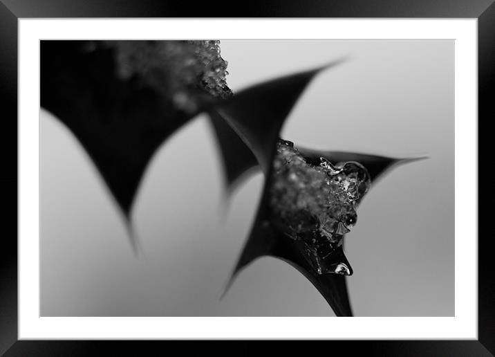 Icy Holly Framed Mounted Print by Mark Kendrick