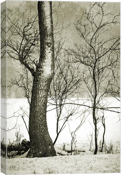 the curve of the tree Canvas Print by Dawn Cox