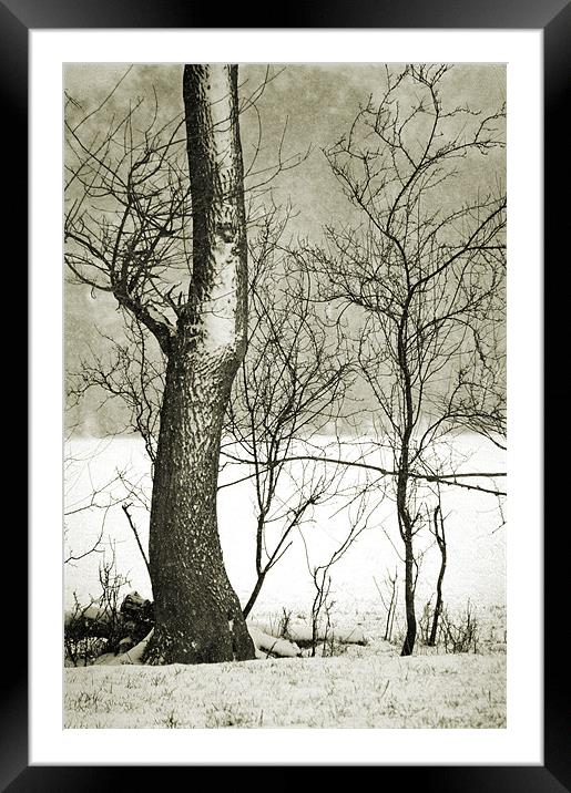 the curve of the tree Framed Mounted Print by Dawn Cox