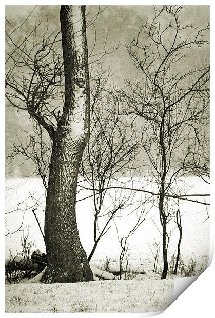 the curve of the tree Print by Dawn Cox