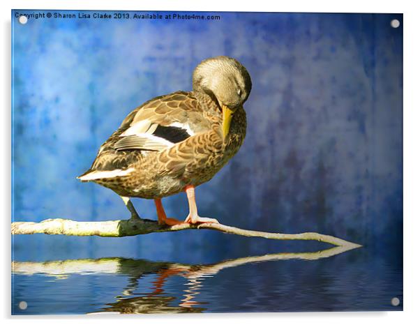 Sleeping Duck Acrylic by Sharon Lisa Clarke
