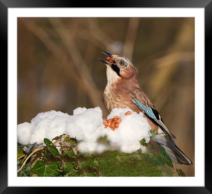 Winter Jay. Framed Mounted Print by Don Davis