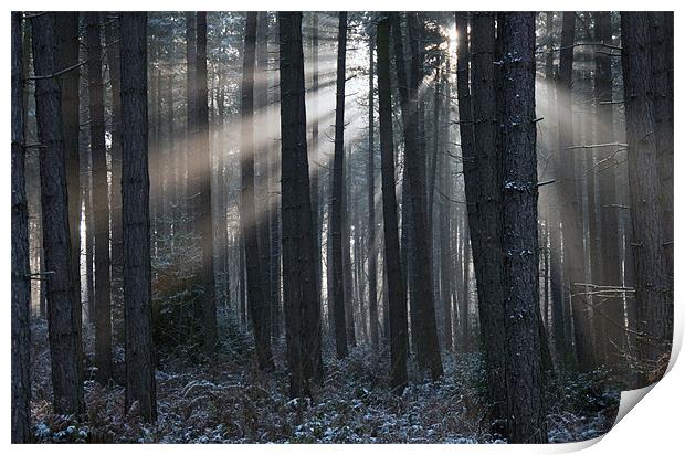 Woodland Light Print by Tracey Whitefoot