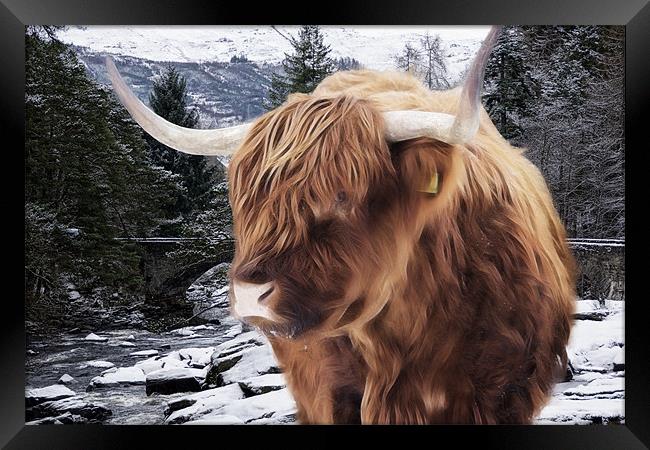 Highland Cattle Framed Print by Sam Smith