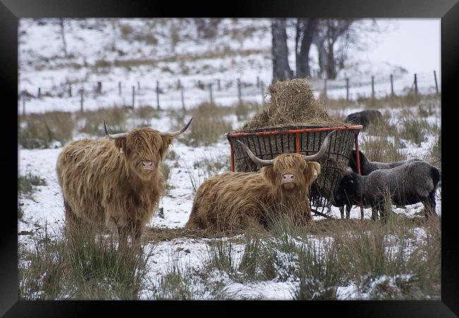 Highland Cattle Framed Print by Sam Smith