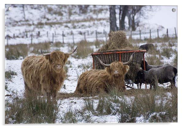 Highland Cattle Acrylic by Sam Smith