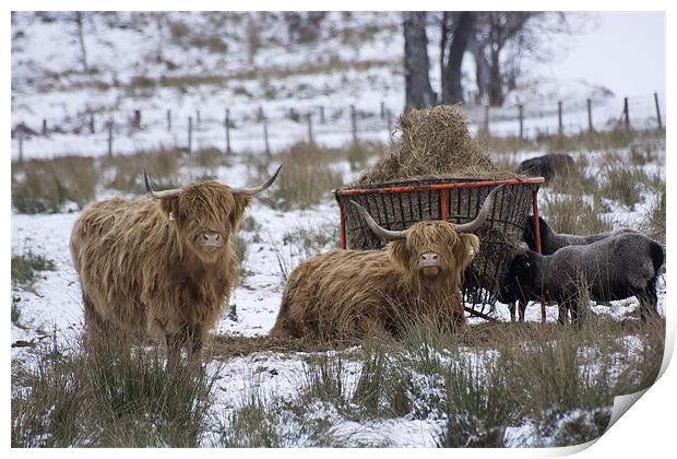 Highland Cattle Print by Sam Smith