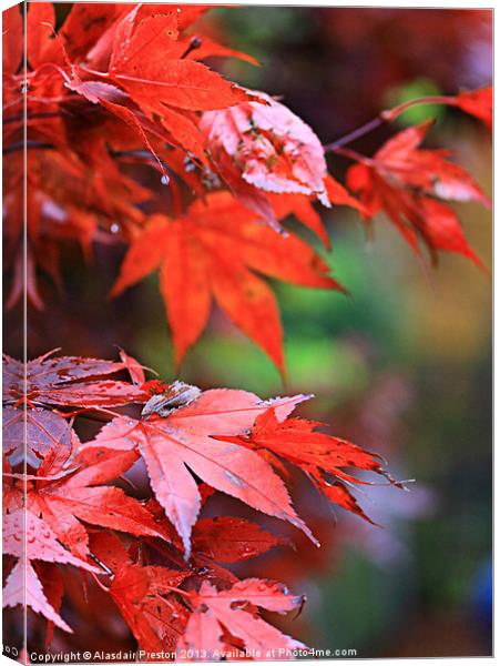 Autumn colours Canvas Print by Alasdair Preston