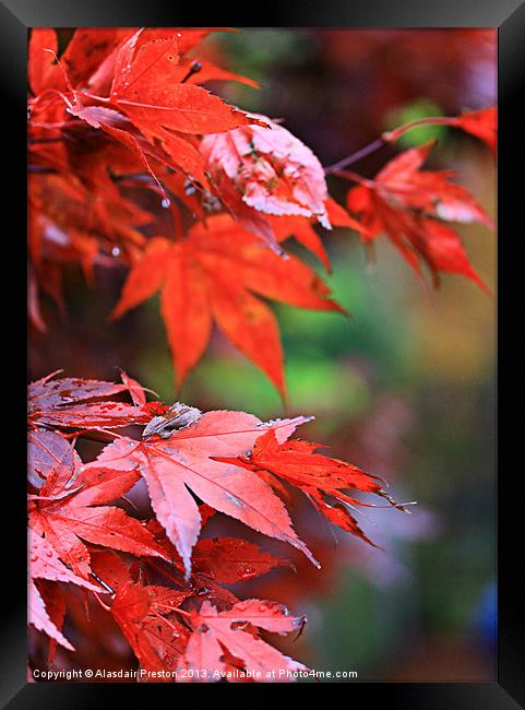 Autumn colours Framed Print by Alasdair Preston