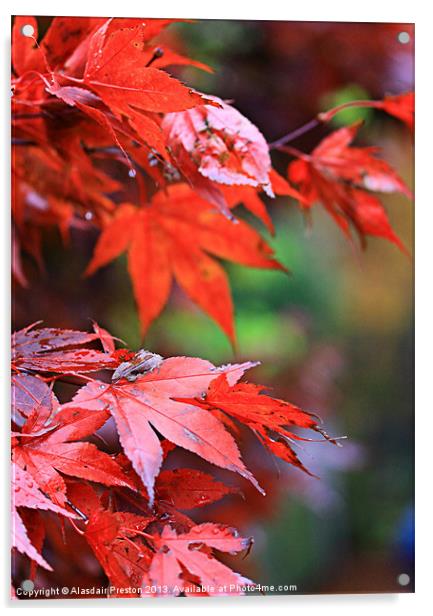 Autumn colours Acrylic by Alasdair Preston