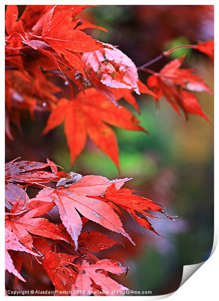 Autumn colours Print by Alasdair Preston