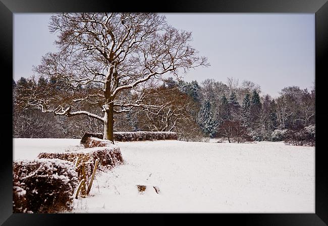 Snow covered Kent countryside Framed Print by Dawn Cox