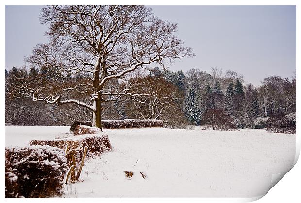 Snow covered Kent countryside Print by Dawn Cox