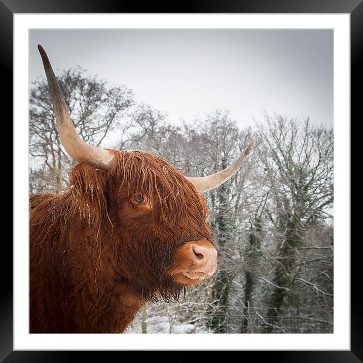 Highland Cow Framed Mounted Print by Simon Wrigglesworth
