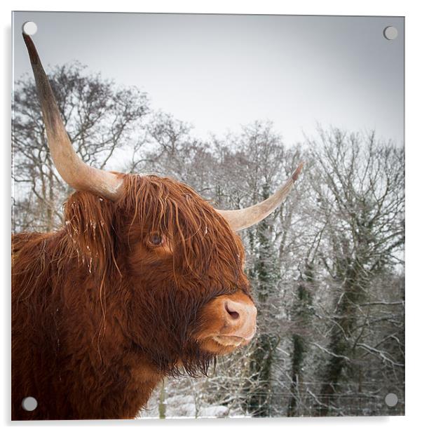 Highland Cow Acrylic by Simon Wrigglesworth