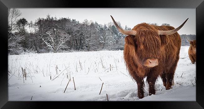 Highland cow in snow Framed Print by Simon Wrigglesworth