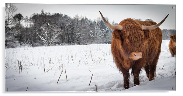 Highland cow in snow Acrylic by Simon Wrigglesworth