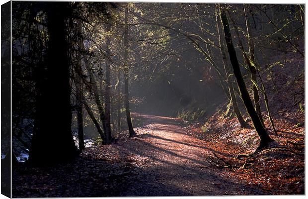 Woodland path Canvas Print by Macrae Images