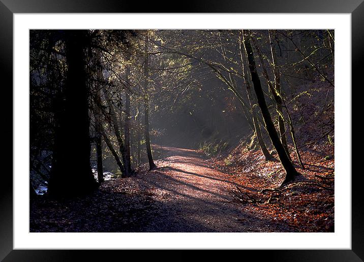 Woodland path Framed Mounted Print by Macrae Images