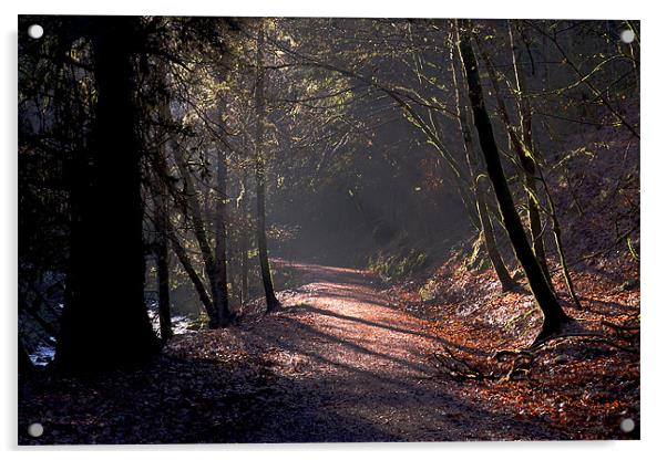 Woodland path Acrylic by Macrae Images