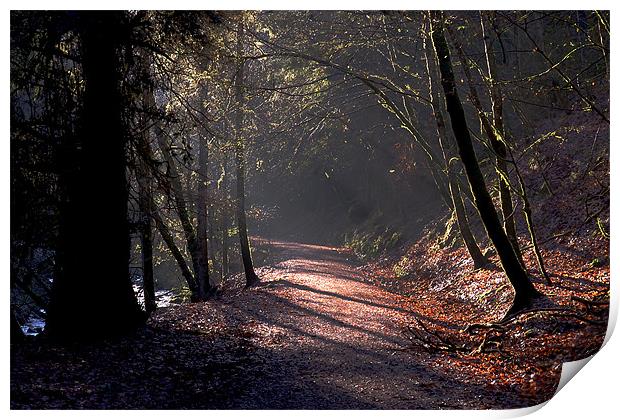 Woodland path Print by Macrae Images