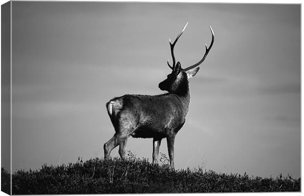 Black and white stag Canvas Print by Macrae Images