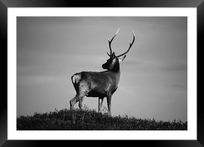 Black and white stag Framed Mounted Print by Macrae Images
