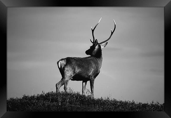 Black and white stag Framed Print by Macrae Images