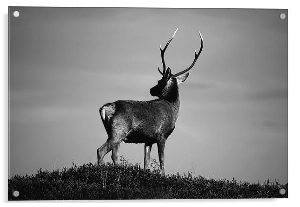 Black and white stag Acrylic by Macrae Images