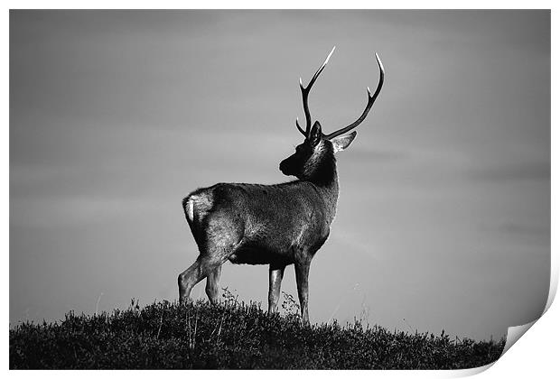 Black and white stag Print by Macrae Images