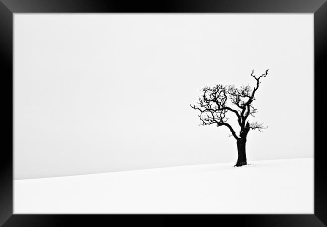 Isolated Dead Tree in Snow Framed Print by Paul Macro