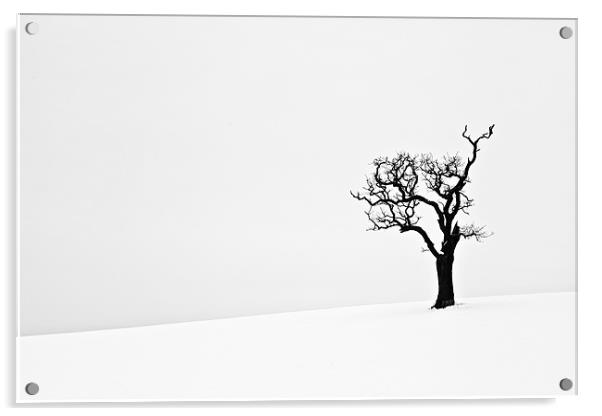 Isolated Dead Tree in Snow Acrylic by Paul Macro